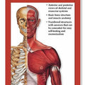 Muscular and Skeletal Systems Study Guide