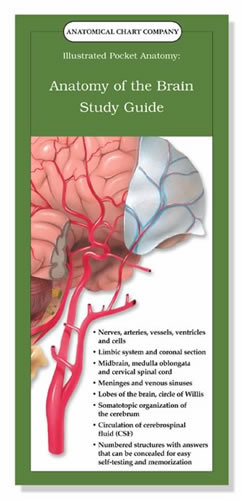 Anatomy of the Brain Study Guide