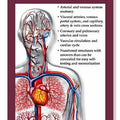 Circulatory System Study Guide