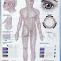 Acupuncture Chart