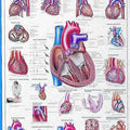 The Human Heart Chart