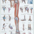 The Upper Limb Chart