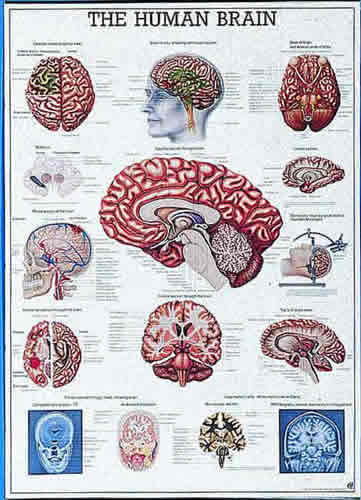 The Human Brain Chart