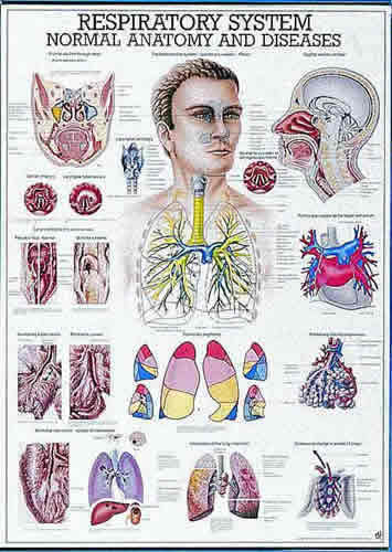 The Respiratory System Chart