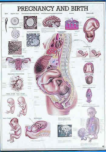 Pregnancy And Birth Chart