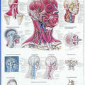 The Head And Neck Chart