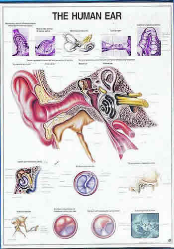 The Human Ear Chart