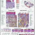Skin, Hair, Nails Chart