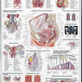 Female Genital Organs Chart