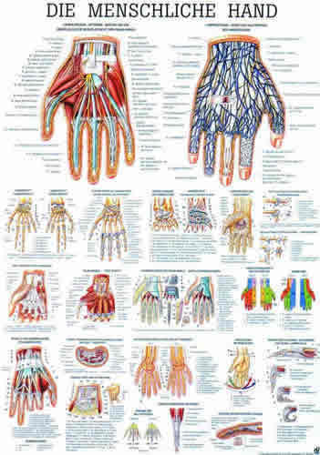 The Human Hand Chart