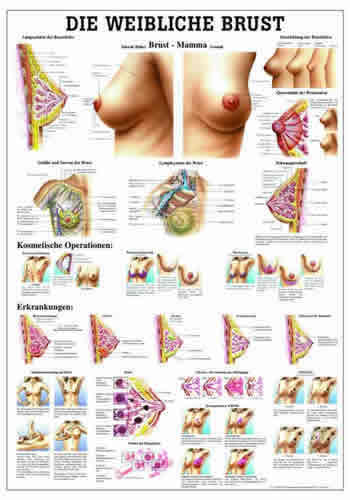 The Female Breast Chart