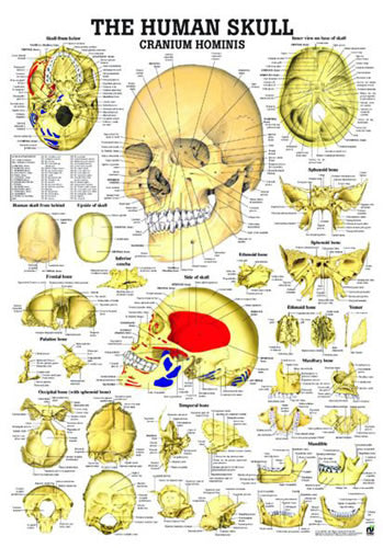 The Human Skull - Exploded View - Chart