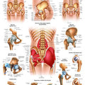 Hip & Hip Joint Chart