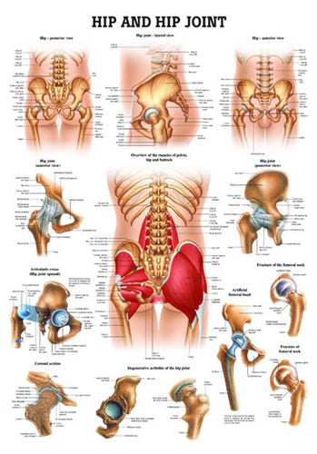 Hip & Hip Joint Chart