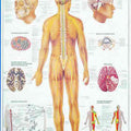 Human Nervous System Chart