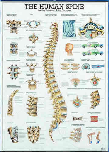 The Human Spine Chart