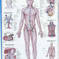 Lymphatic System Chart