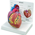 Heart Budget Model