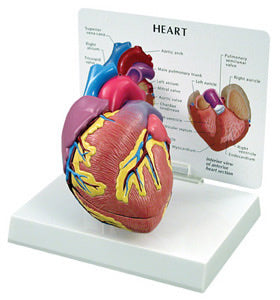 Heart Budget Model