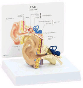Ear Budget Model