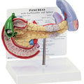 Pancreas/Gallbladder/Spleen Budget Model