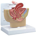 Female Pelvis Budget Model
