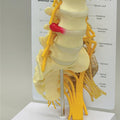 5-Pc. Lumbar Vertebrae with Sacrum - Budget Model