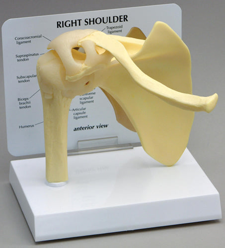Basic Shoulder - Budget Model