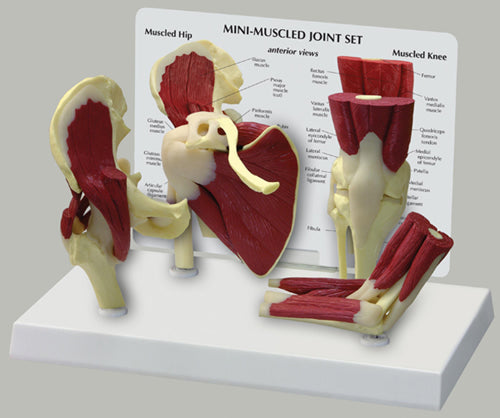 Miniature Joints, Muscled Set of 4, Budget Model