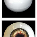 Silicone Human Eye Replica (Brown Iris)