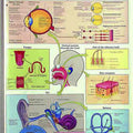 Simple Anatomy Flip Chart