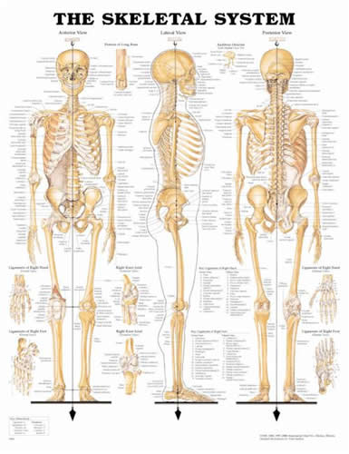 Skeletal System Chart