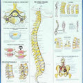 Human Spine Disorders Chart