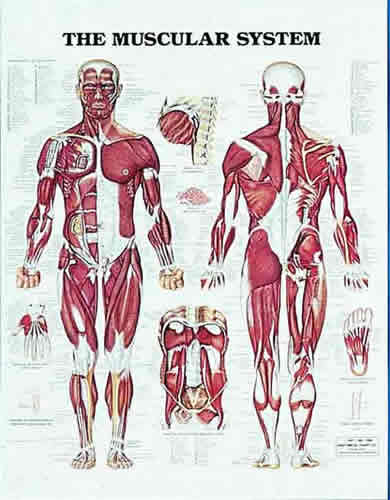 Muscular System Chart