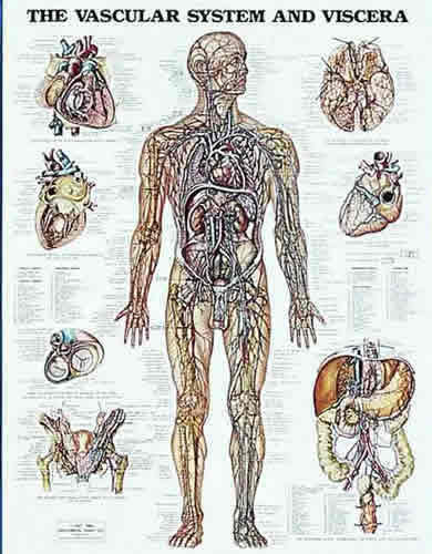 The Vascular System Chart