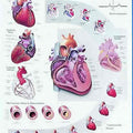 Cardiovascular Disease