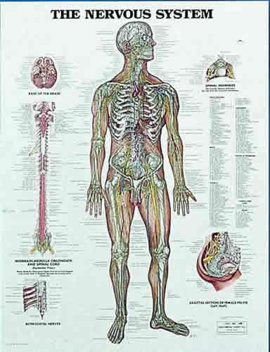 Nervous System Chart