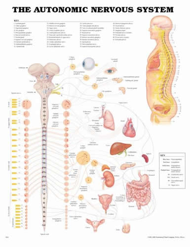 Autonomic Nervous System