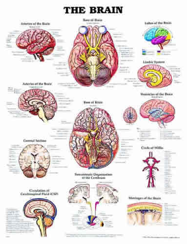 The Brain Chart