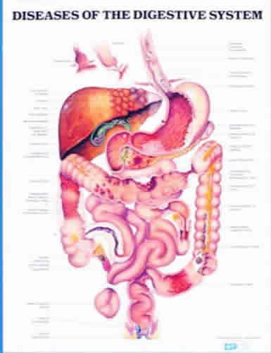 Diseases Of The Digestive System