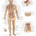 Lymphatic System Chart