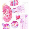 Kidney Chart