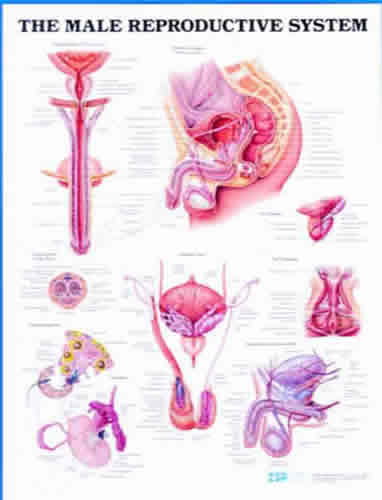 The Male Reproductive System