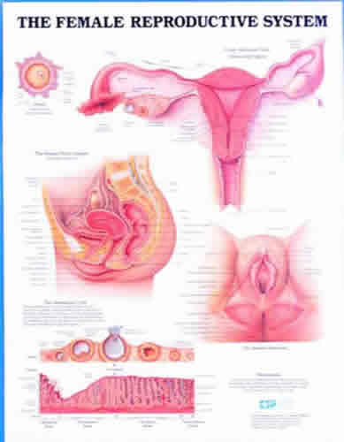 The Female Reproductive System