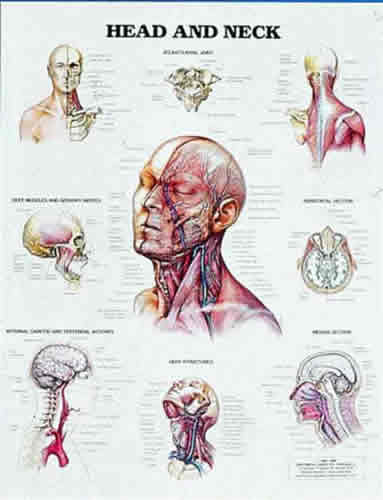 Head and Neck Chart