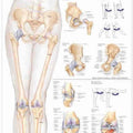 Hip & Knee Chart