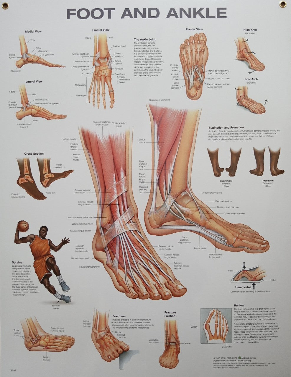 Foot & Ankle Chart