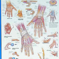 Hand & Wrist Chart
