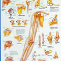 Shoulder & Elbow Chart