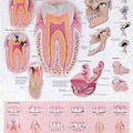 Disorders Of Teeth and Jaw Chart